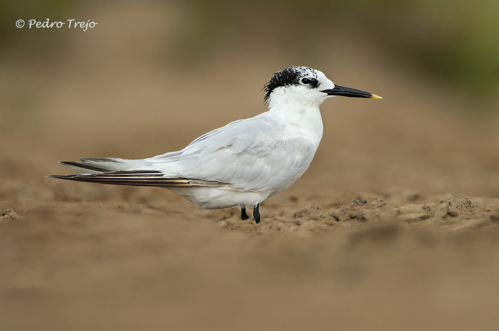 Charran patinegro (Sterna sandvicensis)